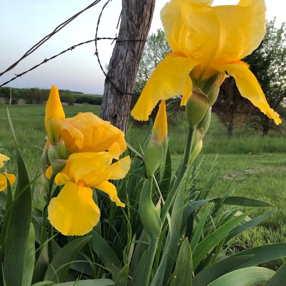 Meet your Posher, Jennifer - Picture 1 of 1